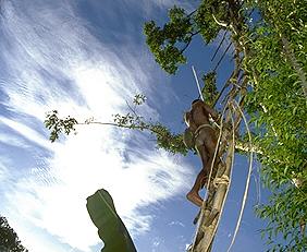 Entrance to a treehouse