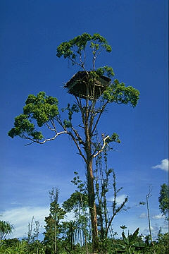 Treehouse